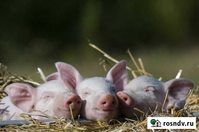 С/х животные Кушнаренково - изображение 1