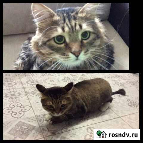 Стрижка собак и кошек, выезд на дом Самара - изображение 1