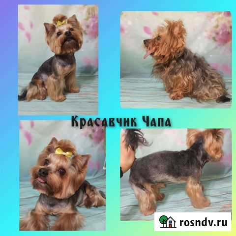 Стрижка (Груминг) животных Самара - изображение 1