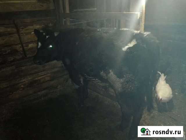 Бычок Курган - изображение 1