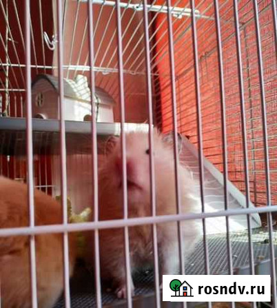 Сирийский хомячок Медведовская - изображение 1