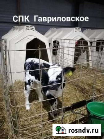 Бычки телята Белгородские Короча - изображение 1