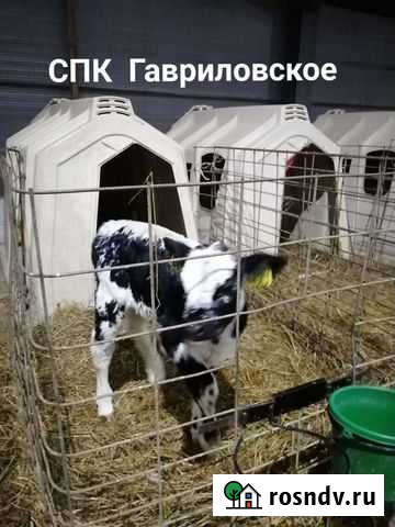 Бычки телята Белгородские Короча - изображение 1