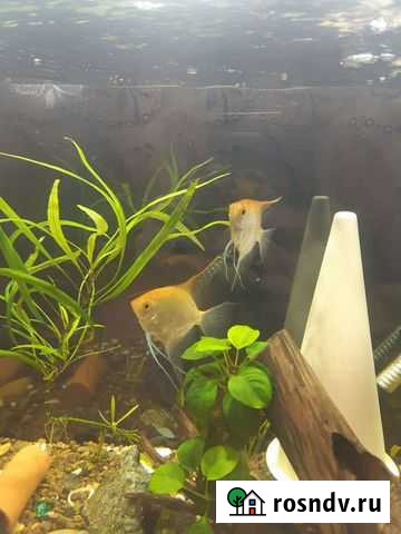 Скалярии пара Альметьевск - изображение 1