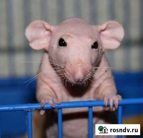 Крыса сфинкс Хабаровск - изображение 1