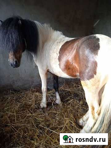 Пони Марьянская - изображение 1