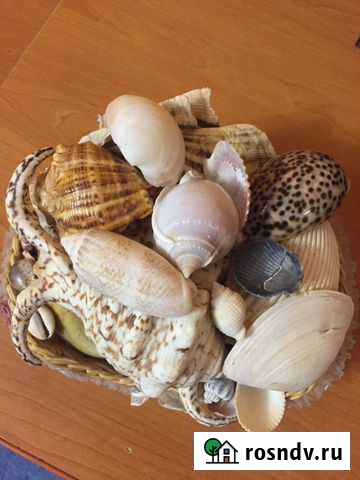 Ракушки для аквариума Тюмень - изображение 1