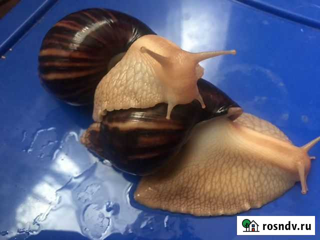 Улитка Ахатина иммакулята Санкт-Петербург - изображение 1