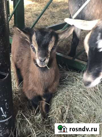 Коза камерунская(чешская) Томаровка - изображение 1