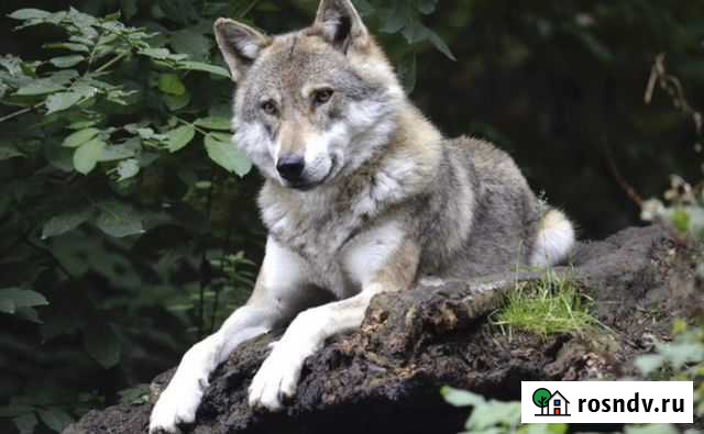 Волчье мясо Избербаш - изображение 1