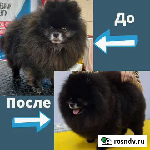 Груминг. Стрижка, триминг, экспресс линька кошек и Старый Оскол - изображение 1