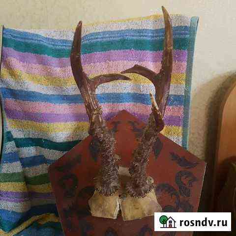 Рога косули Анапа