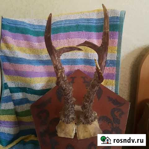 Рога косули Анапа - изображение 1
