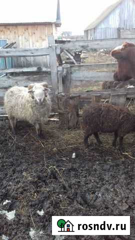 Корова дойная, телка, теленок Красноусольский - изображение 1