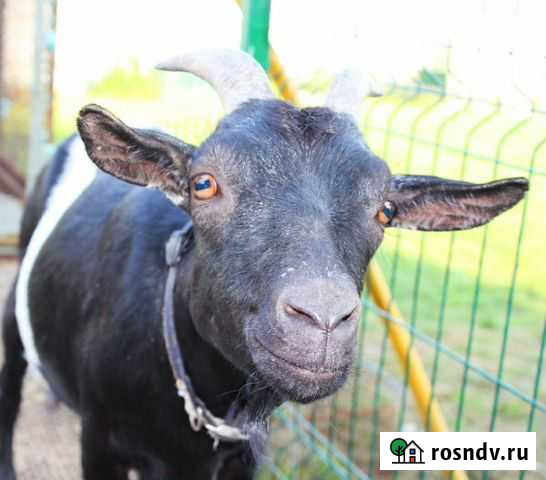 Козы карликовые Красноярск - изображение 1