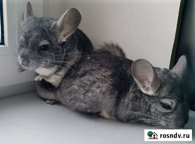 Шиншиллы пары Иваново - изображение 1