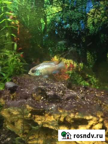 Цихлида Наннакара неон Балашиха - изображение 1