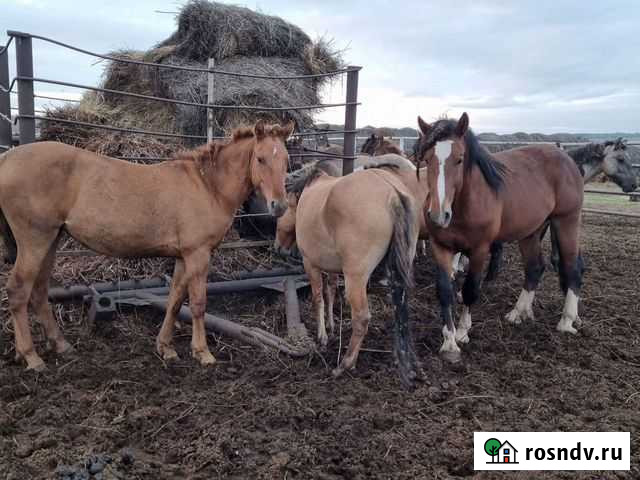 Жеребцы Кобыла Альметьевск - изображение 1