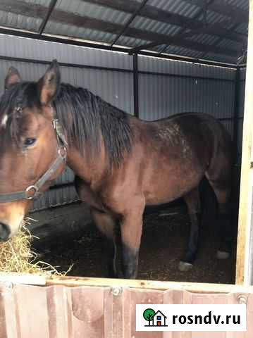 Лошадь Орджоникидзевская - изображение 1