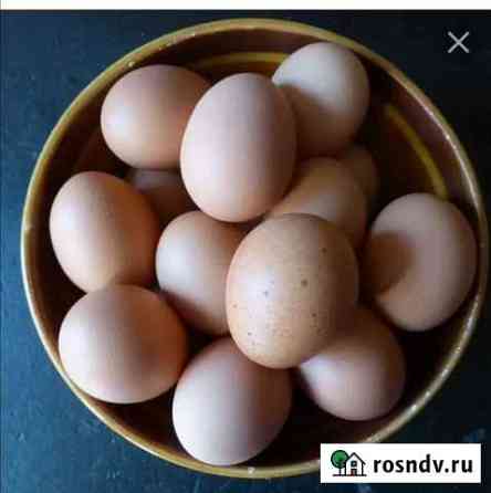 Домашние куриные яйца Ржев