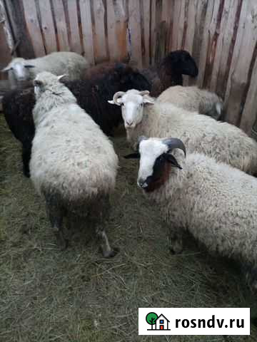 Котные овечки Лузино - изображение 1