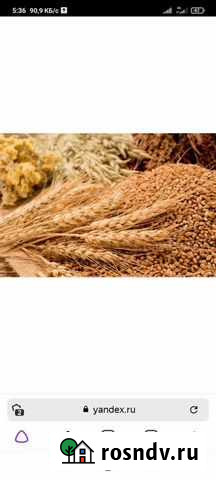 Пшеница Канеловская - изображение 1