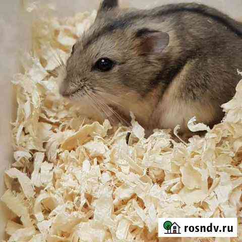 Джунгарский хомяк Ухта