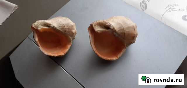 Ракушки Малоярославец - изображение 1