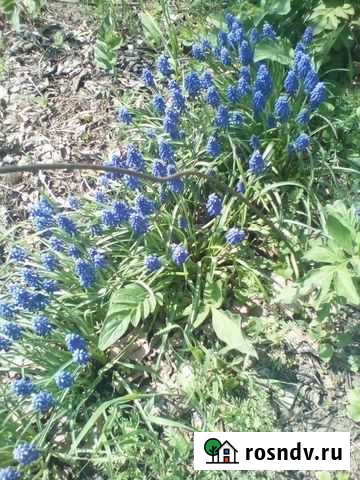 Подушки для пчел Новочеркасск - изображение 1