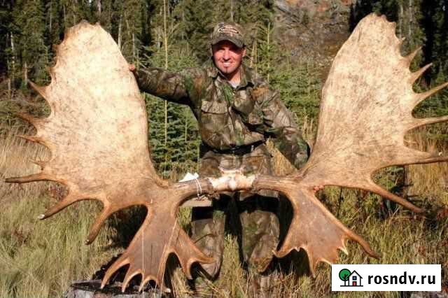 Рога лося Глазов - изображение 1