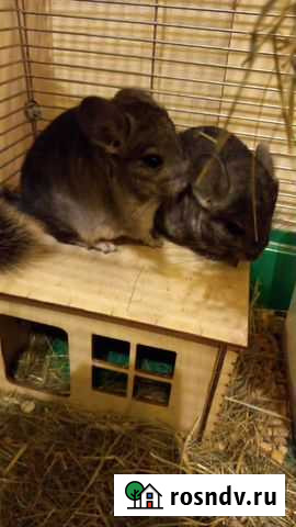 Шиншилла Санкт-Петербург - изображение 1