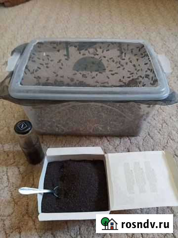 Восковой моли пжвм огневка Санкт-Петербург - изображение 1