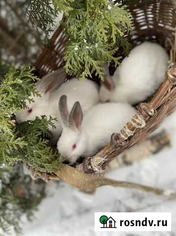 Кролики калифорнийские Павловский Посад - изображение 1