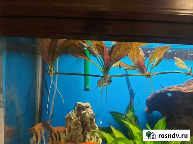 Растения для аквариума Новый Уренгой - изображение 1