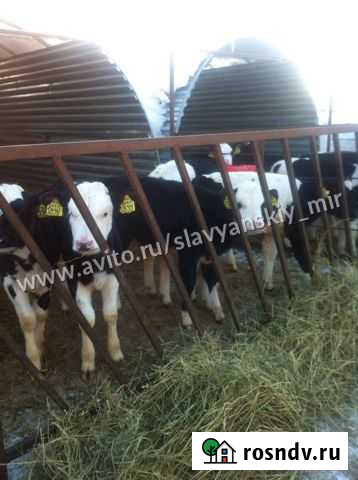 Бычки телята Усмань - изображение 1