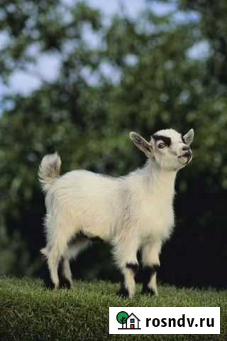 Кастрация сельскохозяйственных животных Тюбук - изображение 1