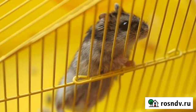 Джунгарский хомяк малыш+клетка Красноярск - изображение 1