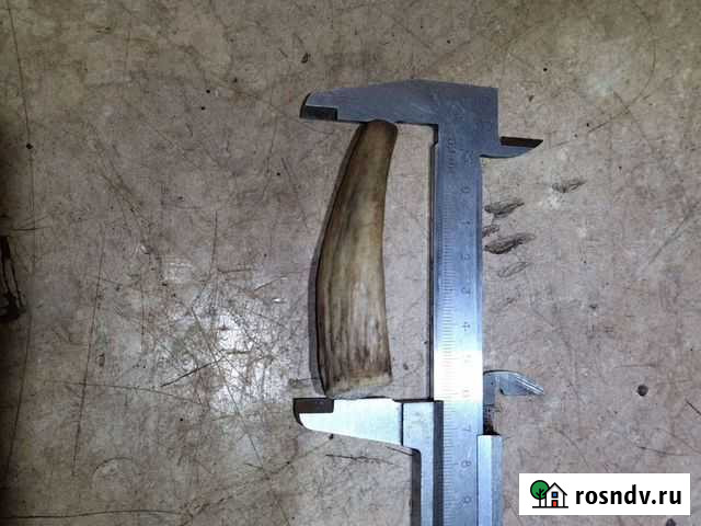 Рог оленя Кимры - изображение 1