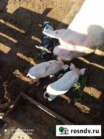 Продам поросят Новоильинск - изображение 1