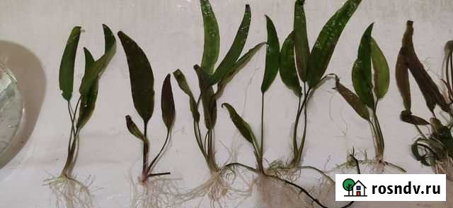 Криптокорина, декорация бочка Тверь - изображение 1