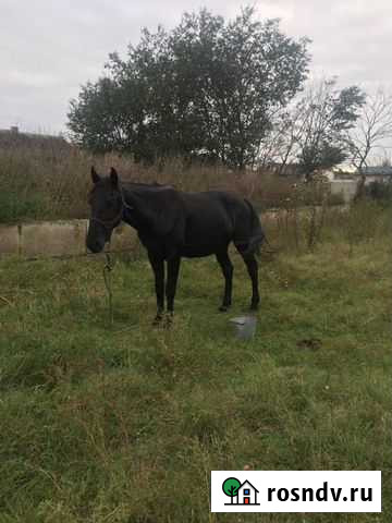 Жеребец Икон-Халк - изображение 1