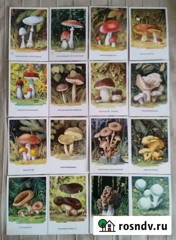 Открытки Грибы, 1971 г Омск - изображение 1