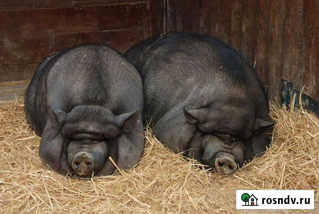 Продажа-2х Поросят Ачинск - изображение 1