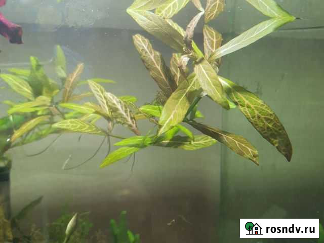 Гигрофила розовая Казань - изображение 1