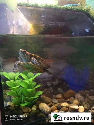 Красноухая черепаха с аквариумом Геленджик - изображение 1
