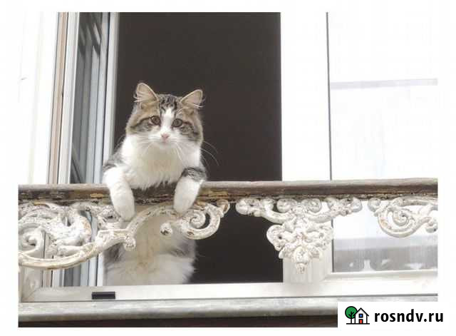 Передержка кошек Грозный - изображение 1