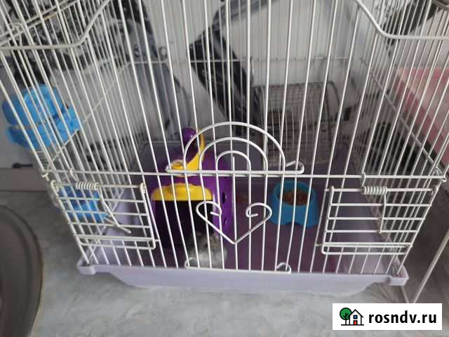 Джунгарский хомяк с клеткой Ангарск - изображение 1