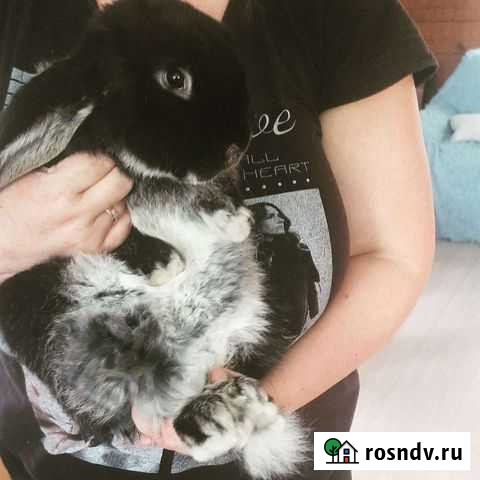 Кролики Иркутск - изображение 1