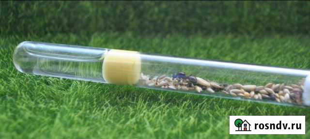 Муравьи-жнецы Самара - изображение 1