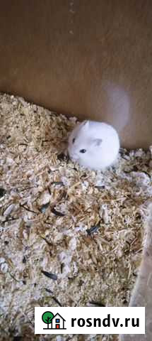 Джунгарский хомяк Нефтекамск - изображение 1